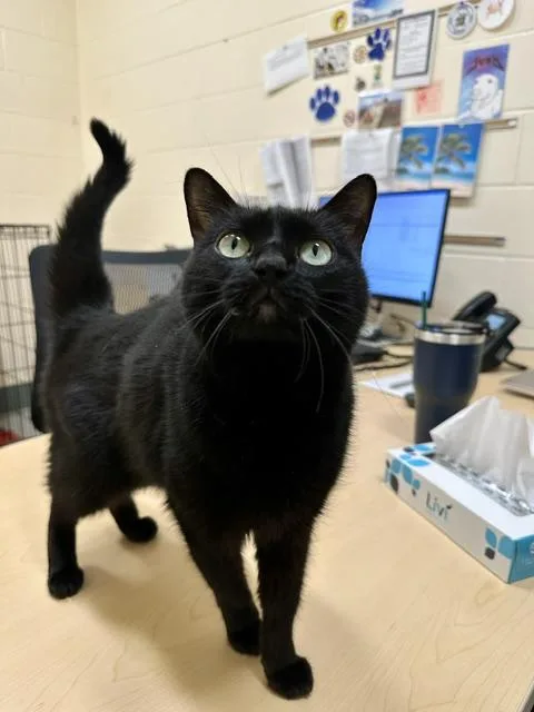 An adult medium-sized female Domestic Short Hair cat named Aura for adoption in Boston, MA
