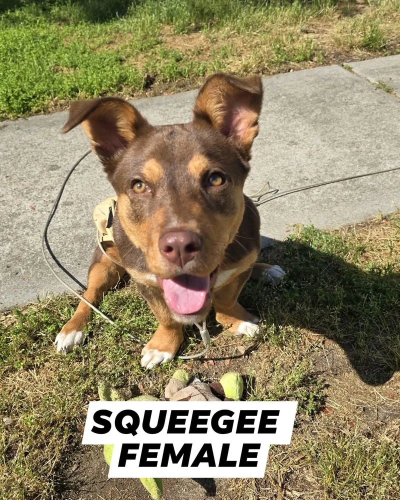 Squeegee