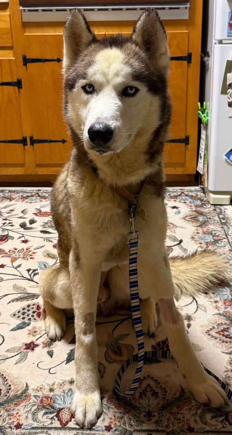 An adult medium-sized male Husky dog named Max for adoption in York, PA