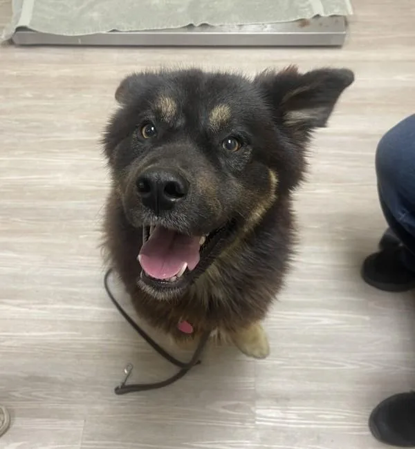An adult large-sized male Shepherd dog named Calcetines for adoption in Oceanside, CA