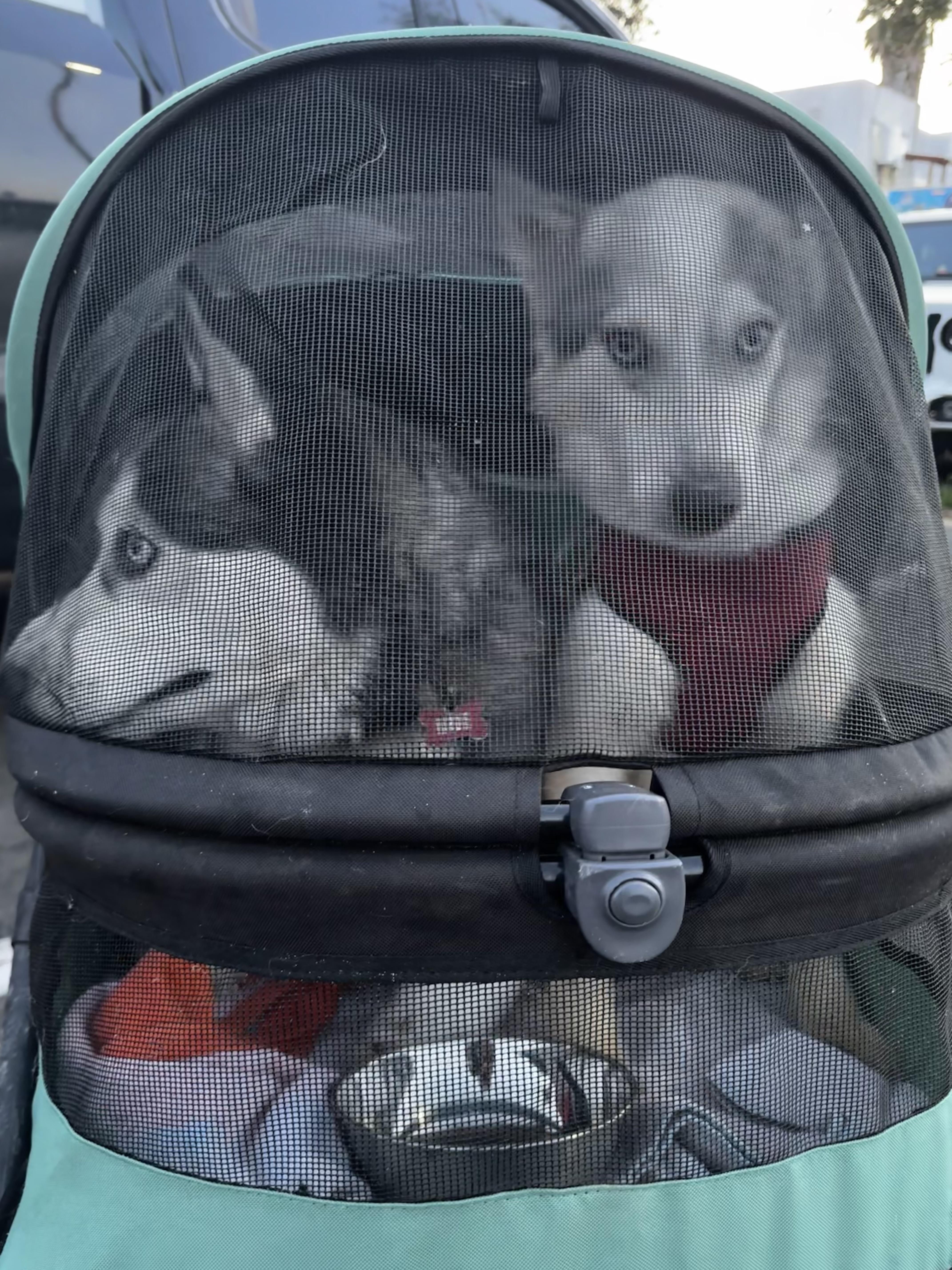 Joey Joseph thumbnail 3