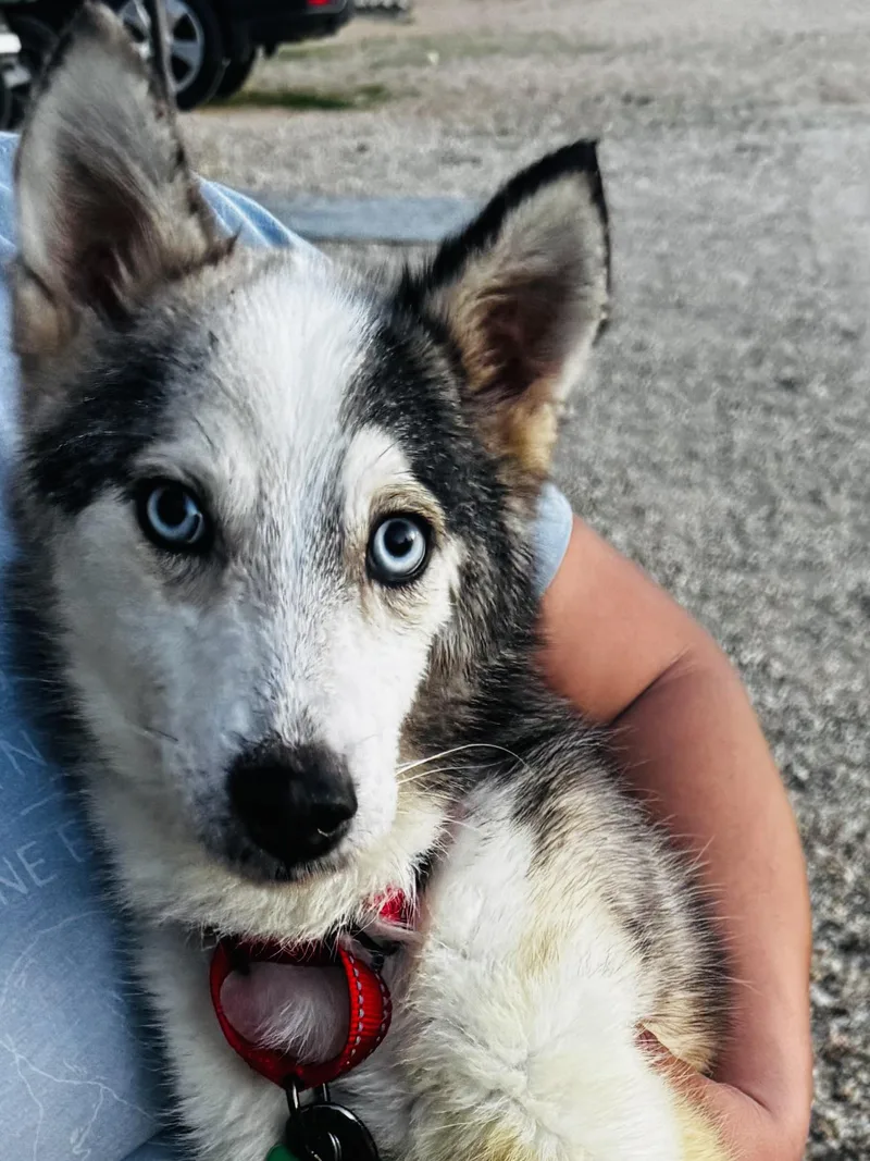 Joey Joseph thumbnail 5