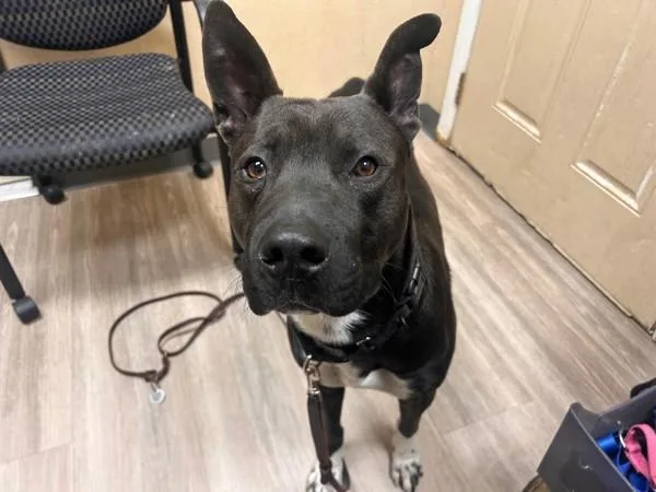 A young large-sized male Pit Bull Terrier dog named Bo for adoption in Oceanside, CA