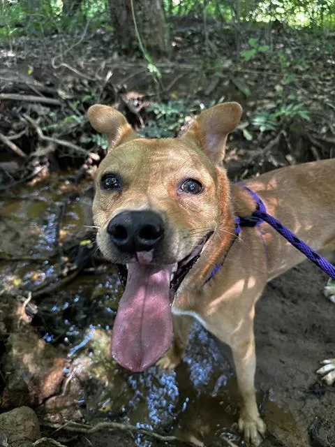 An adult medium-sized male Mixed Breed dog named Carlos for adoption in Charlotte, NC