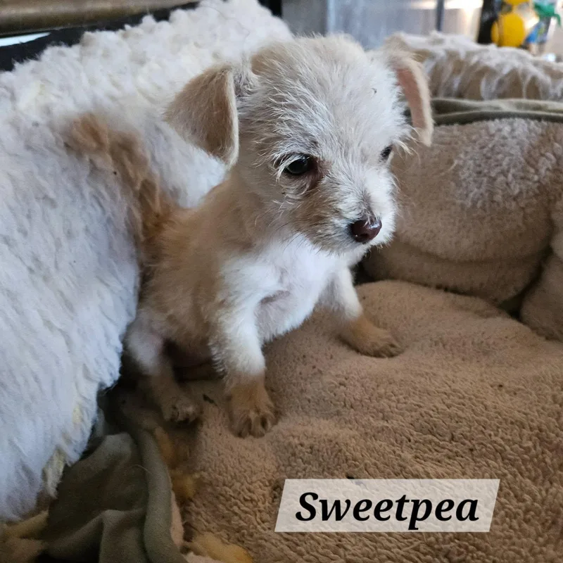 Sweetpea thumbnail 2
