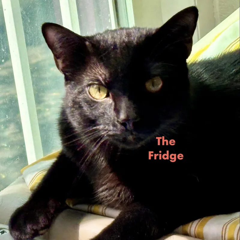 A young large-sized male Black Domestic Short Hair cat named The Fridge for adoption in Palatine, IL