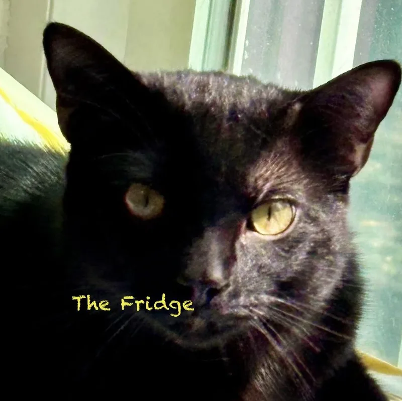 The Fridge thumbnail 2
