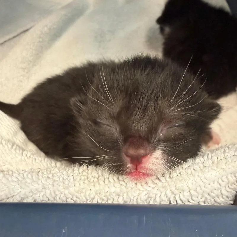 A baby small-sized female Black Domestic Short Hair cat named Papaya for adoption in Sarasota, FL