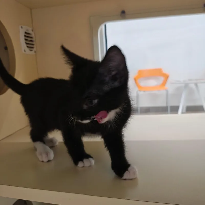 Papaya thumbnail 2