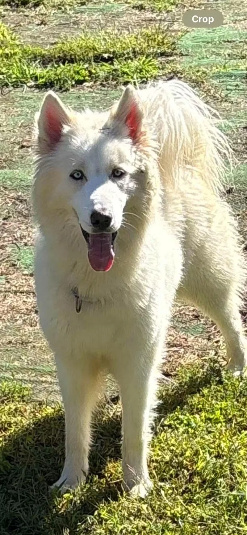 An adult medium-sized male Husky dog named Percy for adoption in York, PA