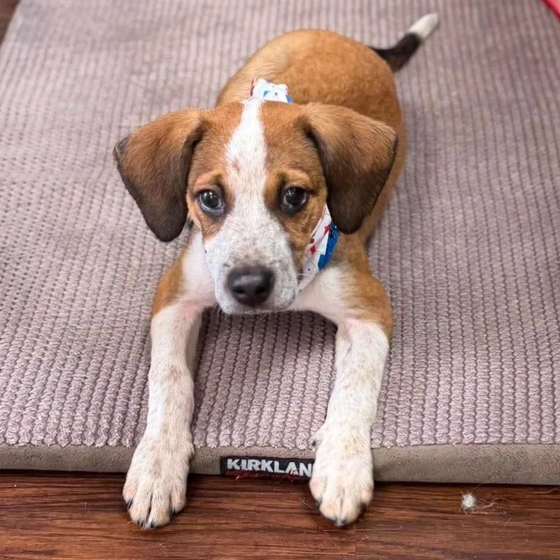 A baby medium-sized male Red / Chestnut / Orange Beagle dog named Wiley for adoption in Chillicothe, IL