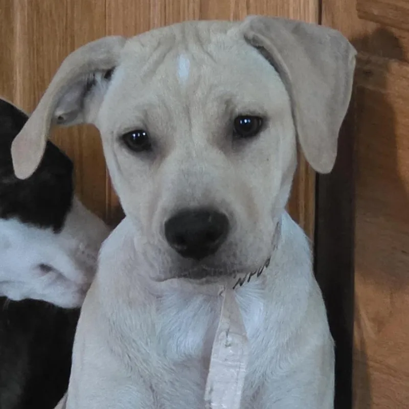 A baby small-sized female Yellow / Tan / Blond / Fawn Hound dog named Indy for adoption in Grinnell, IA