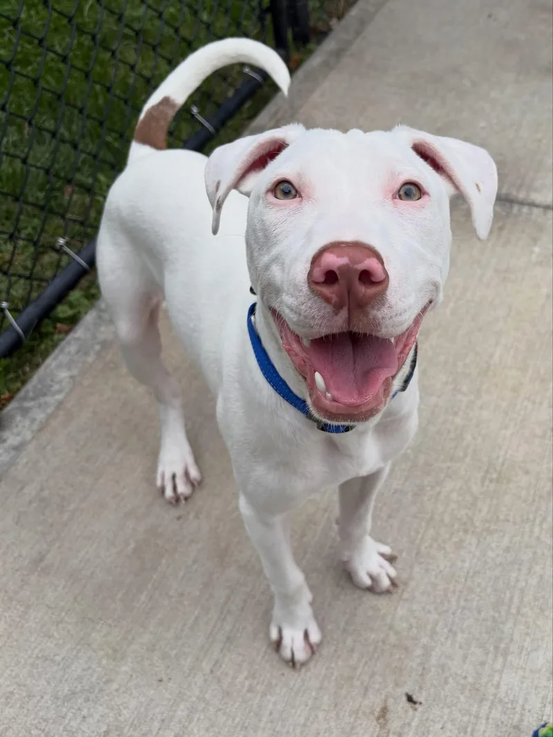 A baby medium-sized male Mixed Breed dog named Biff for adoption in Highland, NY