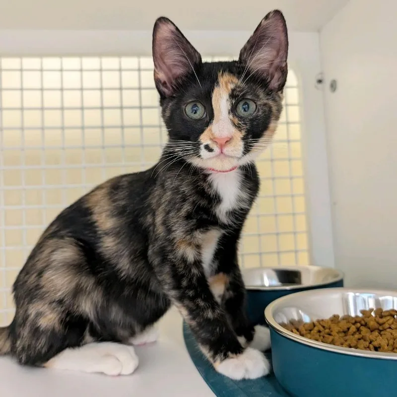 A baby small-sized female Calico Domestic Short Hair cat named Luna for adoption in Hamburg, NY