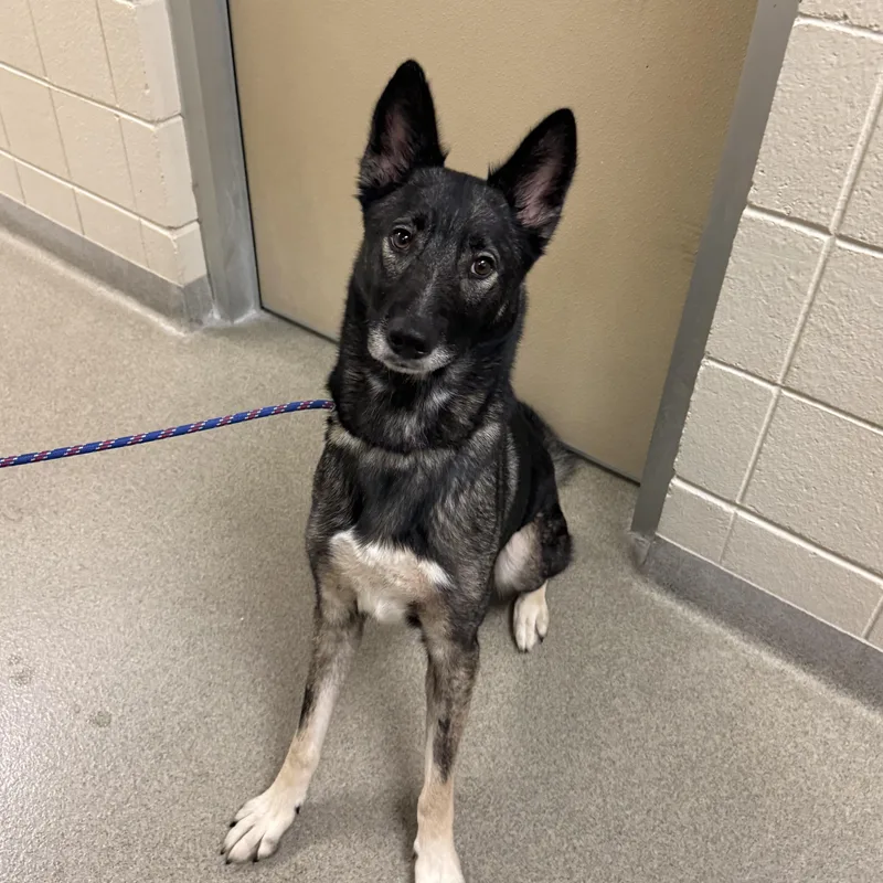 An adult medium-sized female Shepherd dog named Zendaya for adoption in Kearney, NE