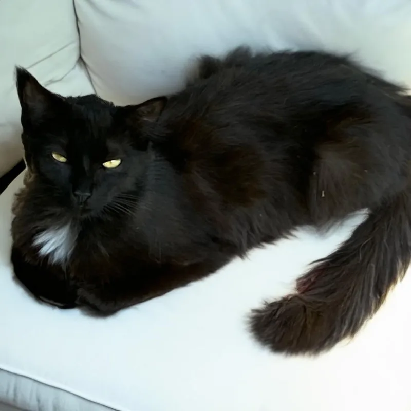A young small-sized female Black Domestic Long Hair cat named Mama Smokey for adoption in Long Beach, CA