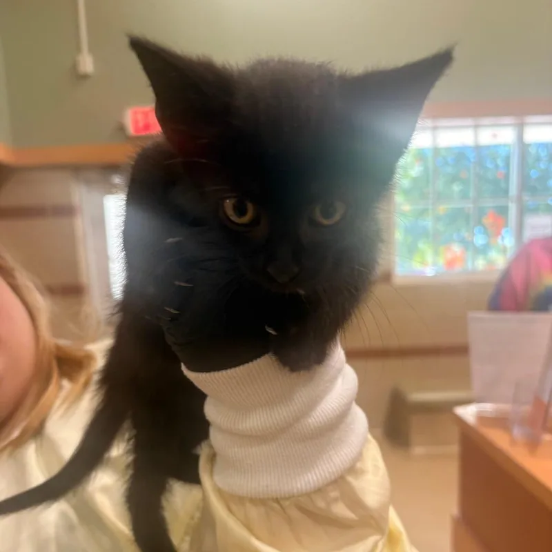 A baby small-sized male Domestic Short Hair cat named Pocus for adoption in Winston-Salem, NC