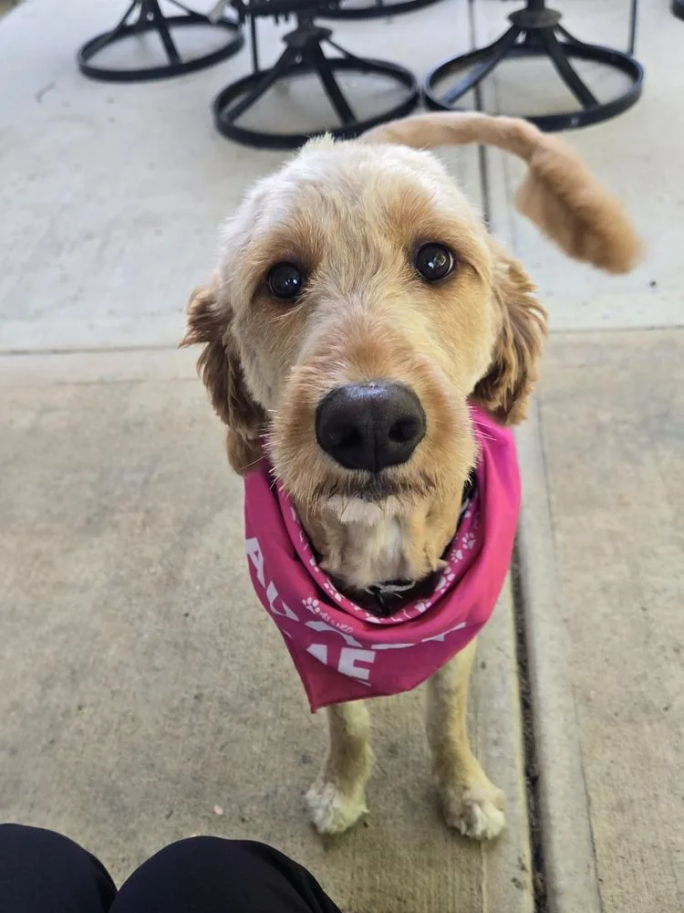 An adult medium-sized female Brown / Chocolate Goldendoodle dog named Rue for adoption in Mooresville, NC