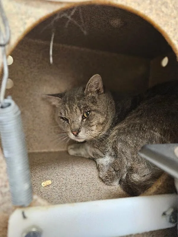 An adult medium-sized male Domestic Short Hair cat named Huckleberry for adoption in Disputanta, VA