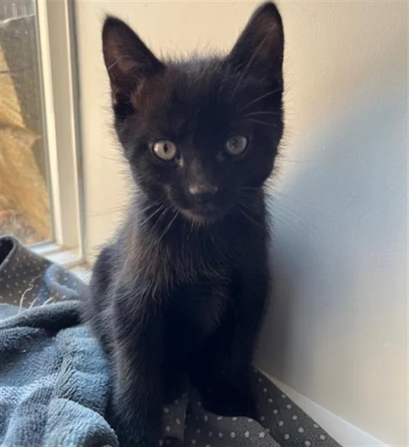 A baby small-sized male Domestic Short Hair cat named Binksy for adoption in Denver, CO