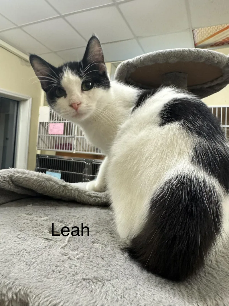 A young medium-sized female Black Domestic Short Hair cat named Leah for adoption in Ulster, PA