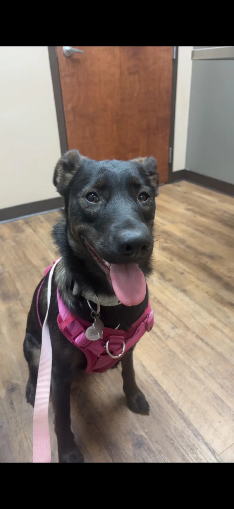 An adult medium-sized female Black Labrador Retriever dog named Stelli for adoption in Memphis, TN