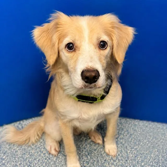 A young medium-sized female Welsh Springer Spaniel dog named Tabitha for adoption in Tucson, AZ