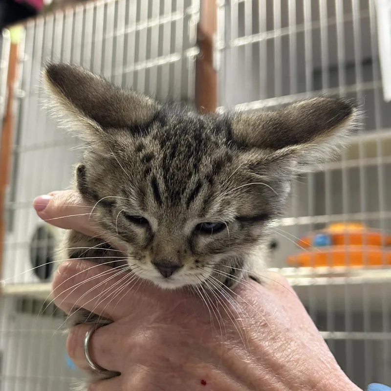 A baby small-sized female Brown / Chocolate Domestic Short Hair cat named Nala for adoption in Hannibal, MO