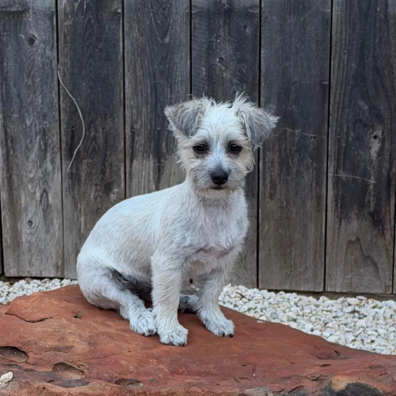 A young small-sized female Brown / Chocolate Maltese dog named Peanut for adoption in Missouri City, TX