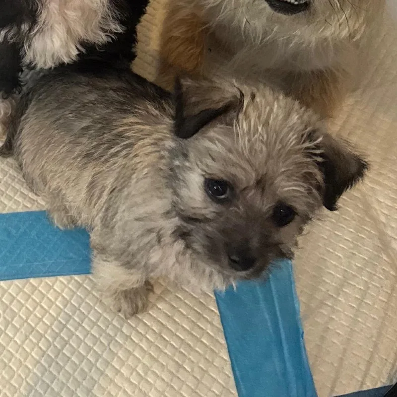 Peanut thumbnail 2