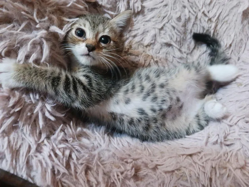 A young medium-sized female Tabby (Brown / Chocolate) Domestic Short Hair cat named Thorne for adoption in Columbia, SC