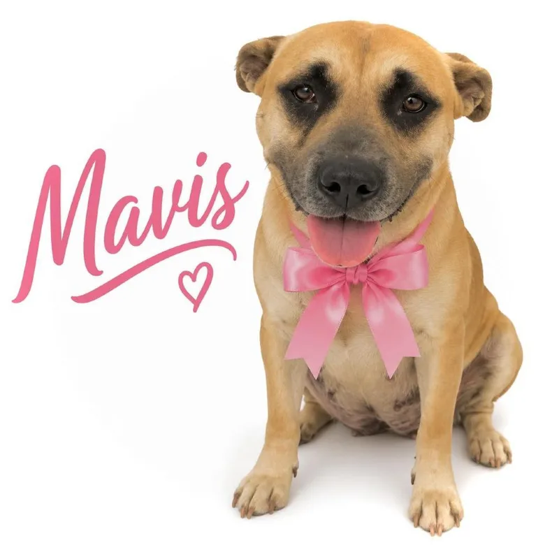 An adult large-sized female Yellow / Tan / Blond / Fawn Mixed Breed dog named Mavis for adoption in Memphis, TN
