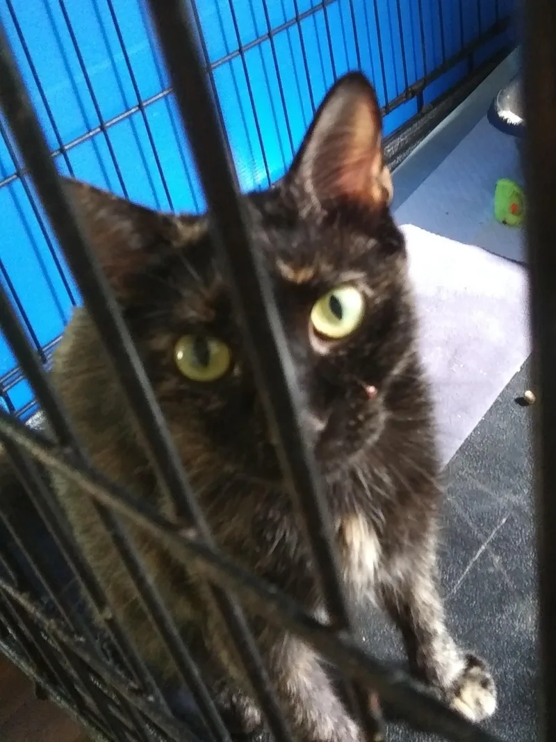 A young medium-sized female Tortoiseshell cat named Two Tone for adoption in Port Wentworth, GA