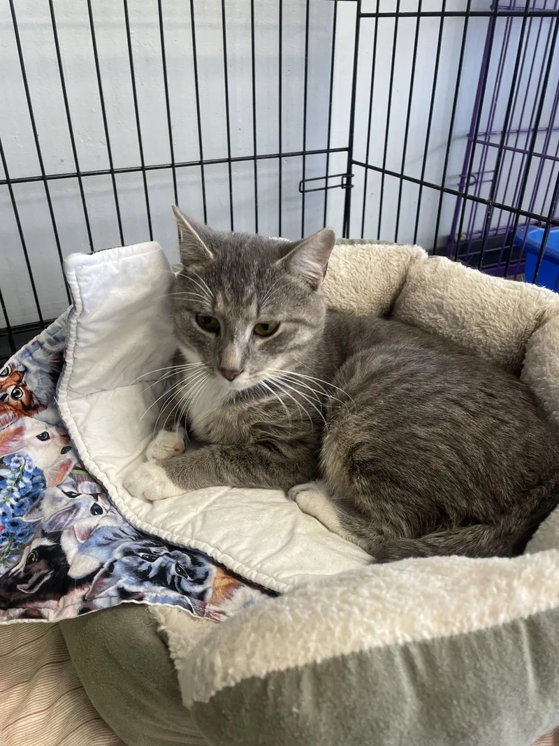 An adult medium-sized male American Bobtail cat named Alaric for adoption in Georgetown, KY