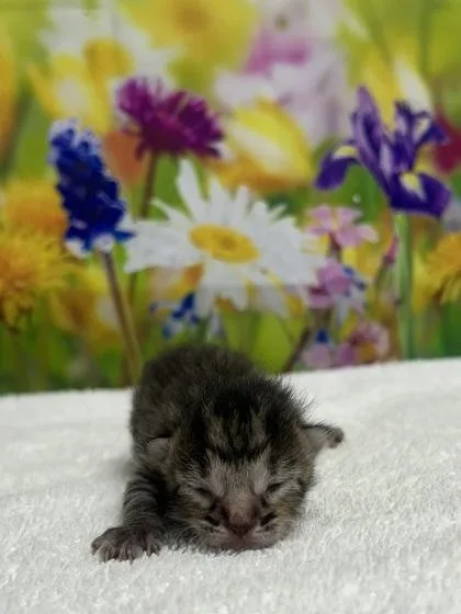 A baby small-sized male Domestic Short Hair cat named Cousin Itt for adoption in San Antonio, TX
