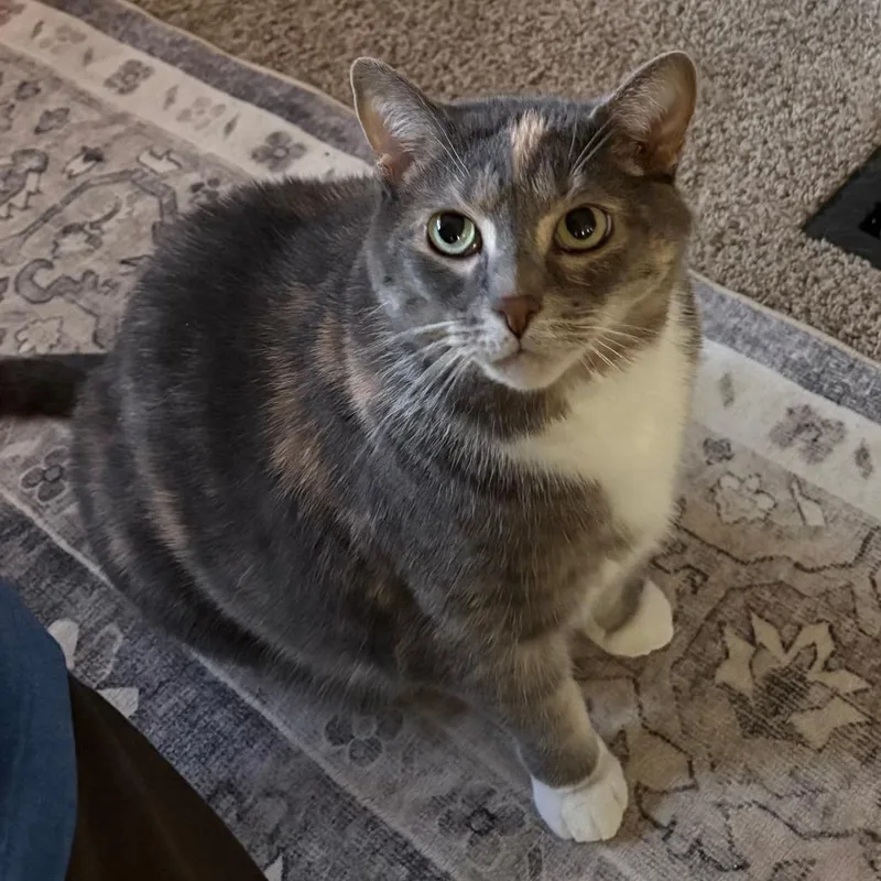 An adult small-sized female Gray / Blue / Silver Domestic Short Hair cat named Zinga C for adoption in Princeton, MN
