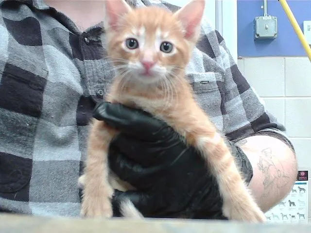 A baby small-sized male Domestic Short Hair cat named Pumpkin Spice Latte for adoption in Omaha, NE