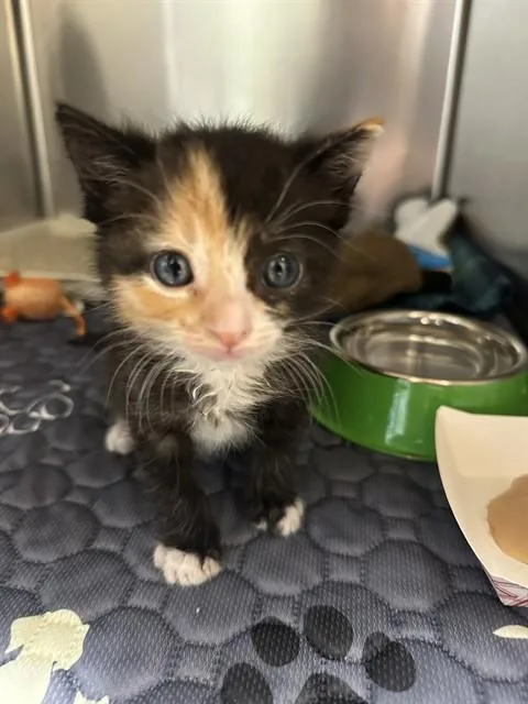 A baby small-sized female Domestic Short Hair cat named Donut for adoption in Riverside, CA