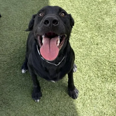 A young medium-sized male Black Labrador Retriever dog named Leo for adoption in Hawthorne, CA