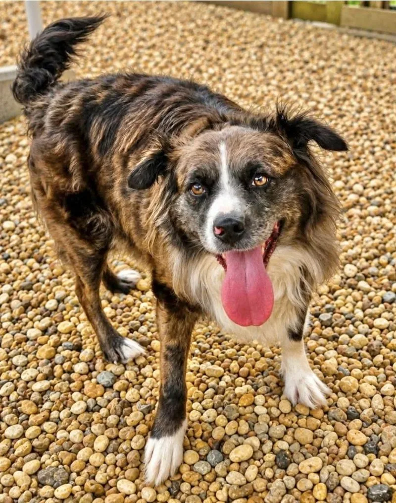 An adult large-sized female Australian Shepherd dog named Paxie for adoption in Manchester, CT