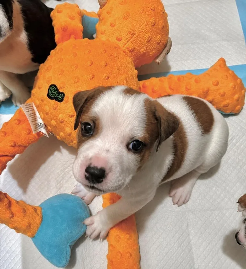 A baby large-sized male Hound dog named Prince for adoption in Princeton, MA