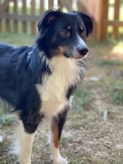 Oliver