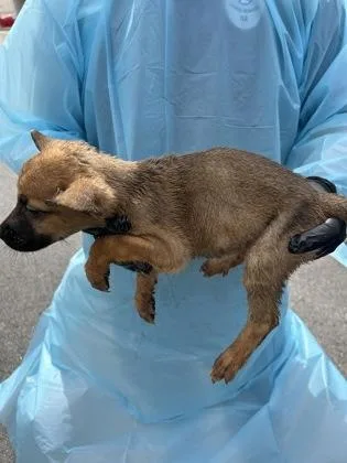 A baby small-sized female Belgian Shepherd / Malinois dog named Puppy for adoption in Atlanta, GA