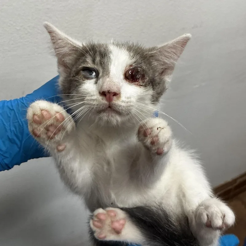 A baby small-sized male Gray / Blue / Silver Domestic Short Hair cat named Owl for adoption in Edinburg, TX