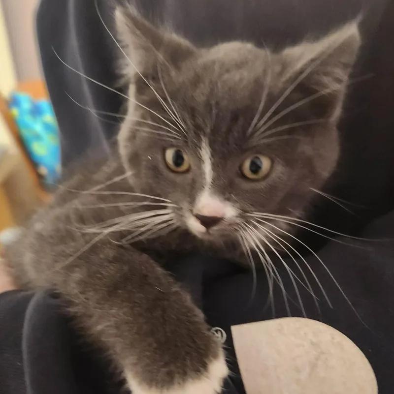 A baby small-sized male Gray & White Domestic Short Hair cat named Minnow for adoption in Grand Rapids, MI