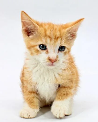 A baby small-sized male Domestic Short Hair cat named Surya for adoption in Morton Grove, IL