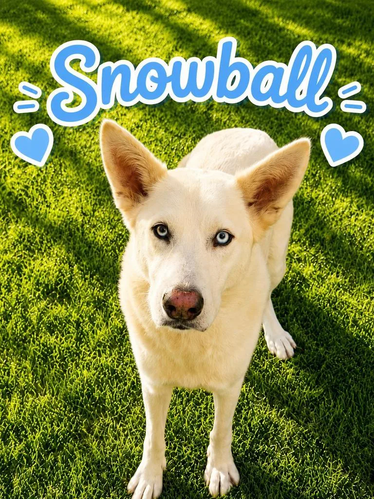 Snowball