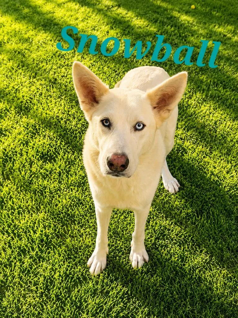 Snowball thumbnail 2