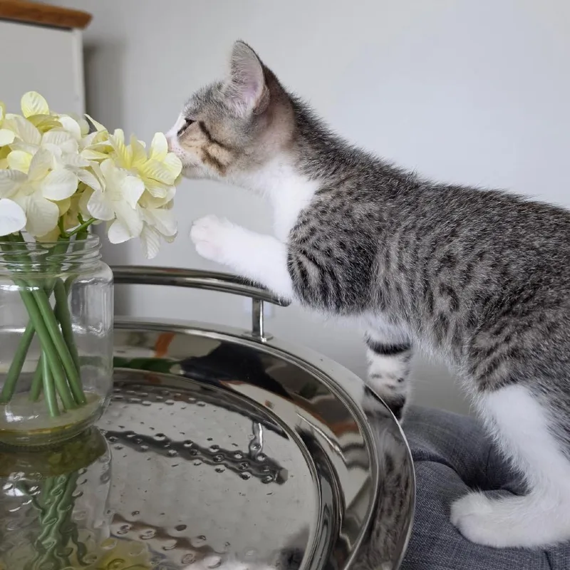 A baby small-sized female Gray / Blue / Silver Domestic Short Hair cat named Cousteau for adoption in Point Richmond, CA