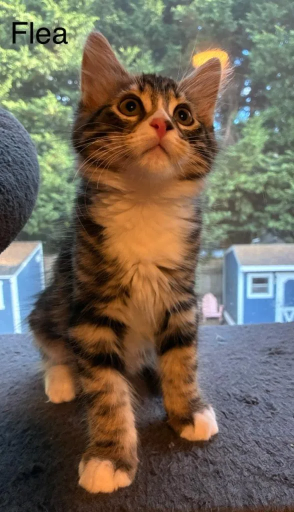 A baby medium-sized male Domestic Short Hair cat named Flea for adoption in Shelton, WA